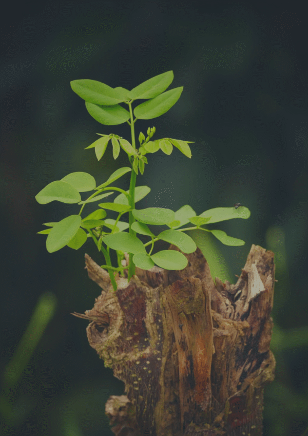 Dehydrated Moringa Leaves Powder_75g – Yummy Tummy Foods